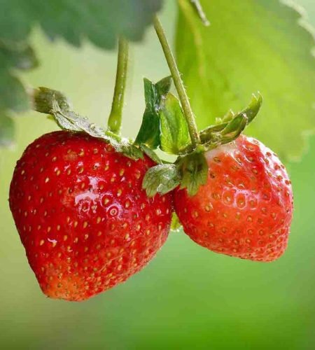 Strawberry-Alpine-Vegetable-Ferry-Morse